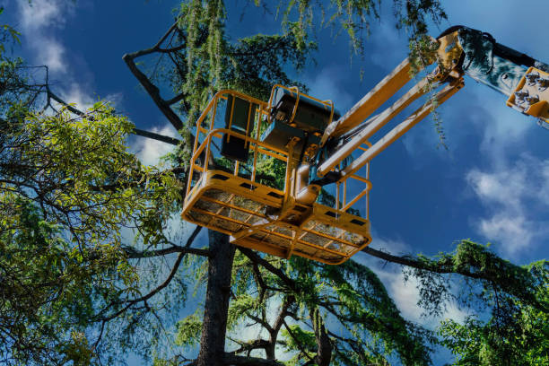 Best Palm Tree Trimming  in Graceville, FL