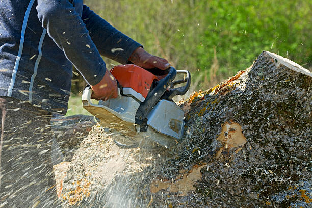 Best Fruit Tree Pruning  in Graceville, FL